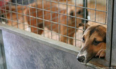 Consultarea publică a modificărilor la  Regulamentul privind întreținerea animalelor cu și fără stăpân.