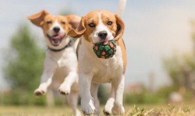 ✅Stimați locuitori ai comunei Stăuceni,  Primăria comunei Stăuceni Vă informează despre posibilitatea de a steriliza ani...