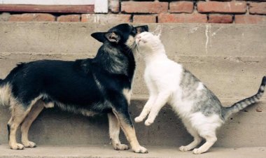 Anunț privind consultarea publică a Regulamentului privind întreținerea animalelor cu și fără stăpân în comuna Stăuceni