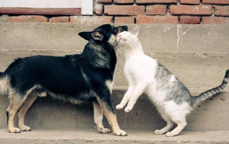 Anunț privind consultarea publică a Regulamentului privind întreținerea animalelor cu și fără stăpân în comuna Stăuceni