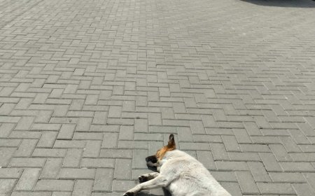 Primăria orașului Stăuceni în colaborare cu Fundația Moldo-Germană Laika a inițiat procesul de vaccinare/deparazitare și sterilizare a animalelor fără stăpân din orașul Stăuceni.
