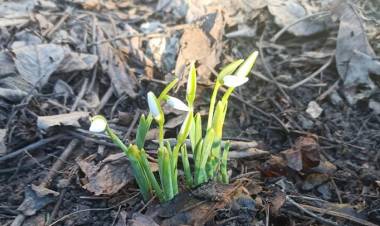 Publika.md: IARNĂ doar în calendar. La Stăuceni au răsărit ghioceii (FOTO)