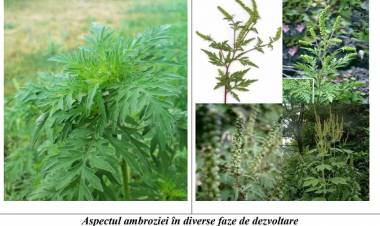 Atenție, AMBROZIA!