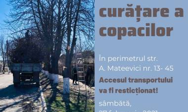 Lucrări de curățare a copacilor