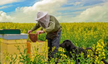 Spre atenția apicultorilor: graficul de tratare  a terenurilor agricole 