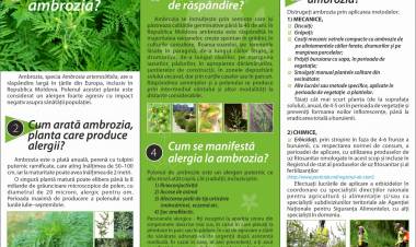 !! Atenție, AMBROZIA !!