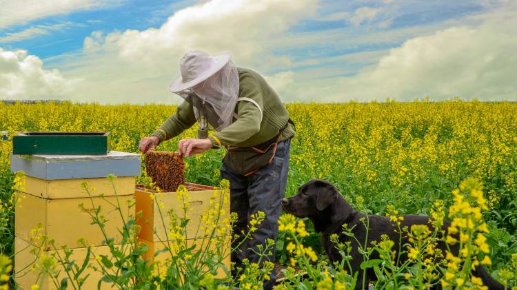 Spre atenția apicultorilor: graficul de tratare  a terenurilor agricole 